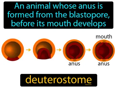 an animal whose anus is formed from the blastopore, before its mouth develops