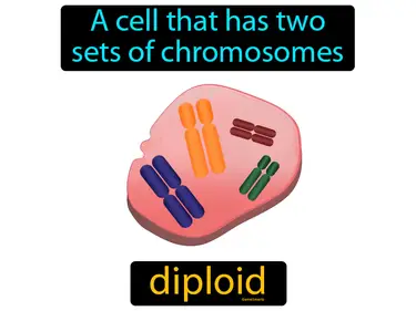 a cell that has two sets of chromosomes