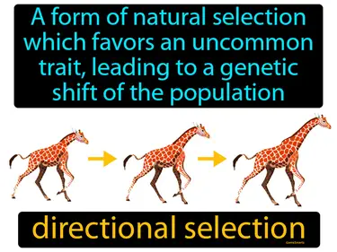 a form of natural selection which favors an uncommon trait, leading to a genetic shift of the population