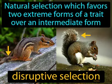 natural selection which favors two extreme forms of a trait over an intermediate form