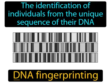 the identification of individuals from the unique sequence of their DNA