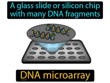 a glass slide or silicon chip with many DNA fragments