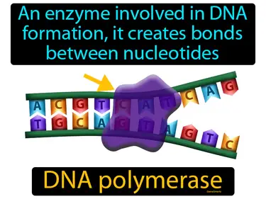 an enzyme involved in DNA formation, it creates bonds between nucleotides