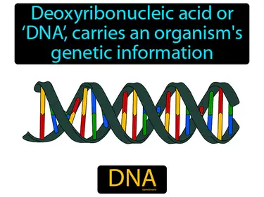 DNA, RNA and Proteins