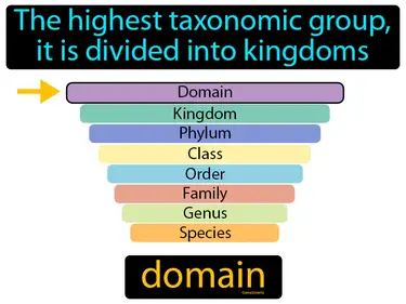 The highest taxonomic group, it is divided into kingdoms