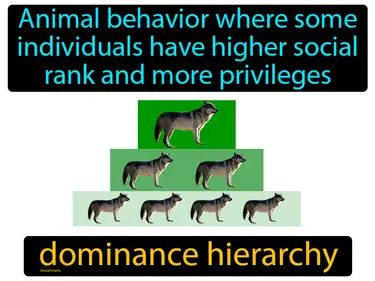 Animal behavior where some individuals have higher social rank and more privileges