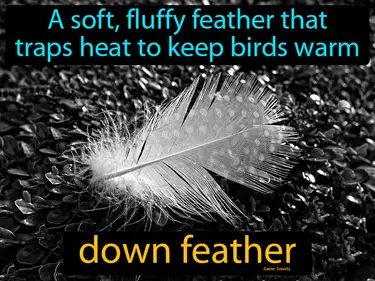 a soft, fluffy feather that traps heat to keep birds warm