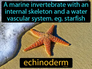 a marine invertebrate with an internal skeleton and a water vascular system, like a starfish