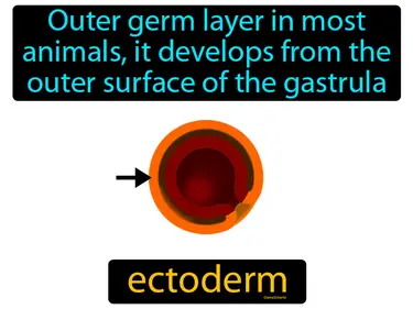 outer germ layer in most animals, it develops from the outer surface of the gastrula