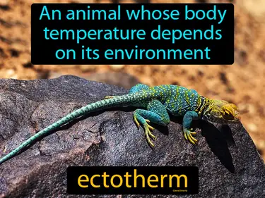 an animal whose body temperature depends on its environment
