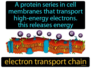a protein series in cell membranes that transport high-energy electrons, this releases energy