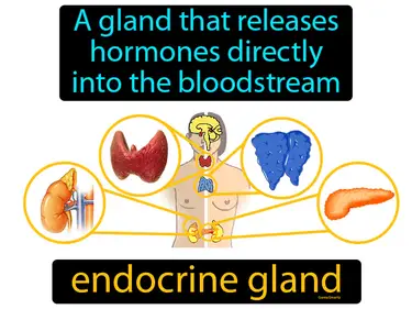 a gland that releases hormones directly into the bloodstream