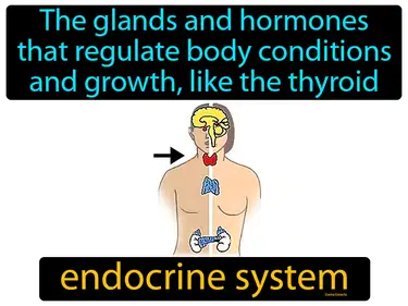 Endocrine System