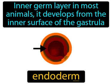 inner germ layer in most animals, it develops from the inner surface of the gastrula