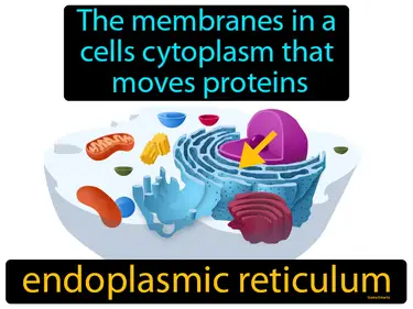 the membranes in a cells cytoplasm that move proteins