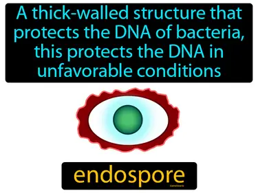 a thick-walled structure that protects the DNA of bacteria, this protects the DNA in unfavorable conditions