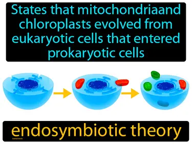 states that mitochondria and chloroplasts evolved from eukaryotic cells that entered prokaryotic cells