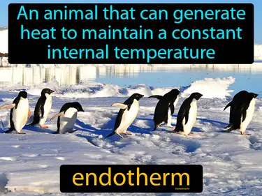 an animal that can generate heat to maintain a constant internal temperature