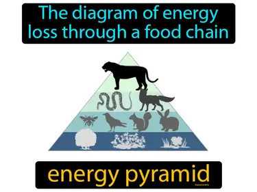 the diagram of energy loss through a food chain