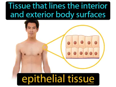 tissue that lines the interior and exterior body surfaces