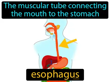 the muscular tube connecting the mouth to the stomach