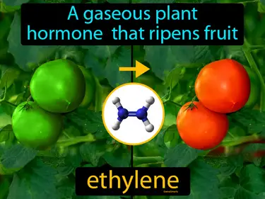 a gaseous plant hormone that ripens fruit