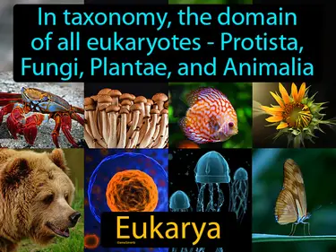 in taxonomy, the domain of all eukaryotes - Protista, Fungi, Plantae, and Animalia