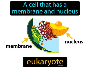 a cell that has a membrane and nucleus