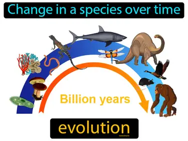 Changes Over Time and Evolution