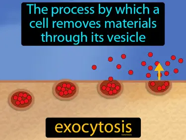 the process by which a cell removes materials through its vesicle