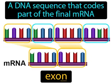 a DNA sequence that codes part of the final mRNA