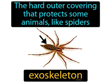 Arthropods and Echinoderms