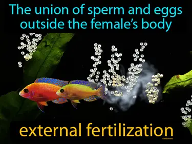 the union of sperm and eggs outside the female’s body