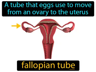 Reproduction System