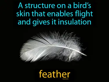 a structure on a bird’s skin that enables flight and gives it insulation
