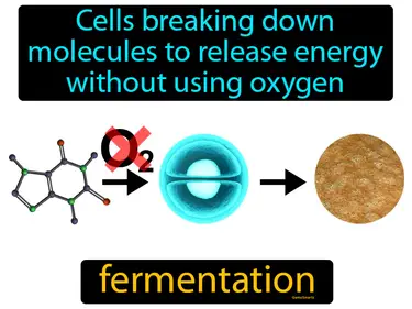 cells breaking down molecules to release energy without using oxygen