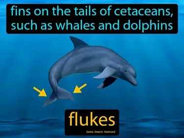 Fins on the tails of cetaceans, such as whales and dolphins