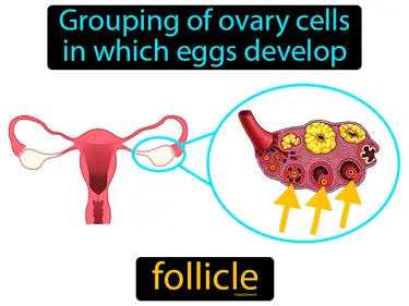 grouping of ovary cells in which eggs develop