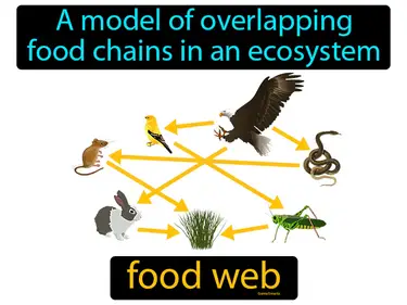 How Do We Use Food Food Webs 5-PS3-1