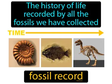 The Fossil Record MS-LS4-1