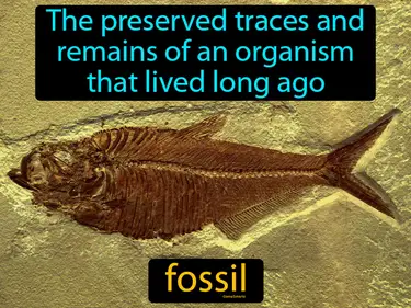 Fossils and Extinction 3-LS4-1