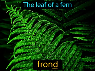 the leaf of a fern