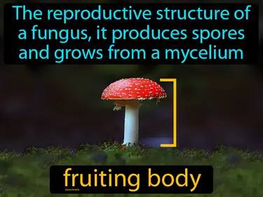 the reproductive structure of a fungus, it produces spores and grows from a mycelium