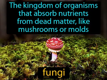 the kingdom of organisms that absorb nutrients from dead matter, like mushrooms or molds