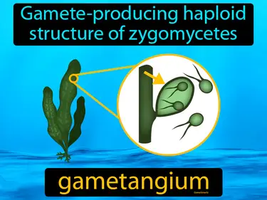 gamete-producing haploid structure of zygomycetes