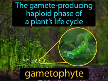 the gamete-producing haploid phase of a plant’s life cycle