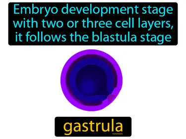 embryo development stage with two or three cell layers, it follows the blastula stage