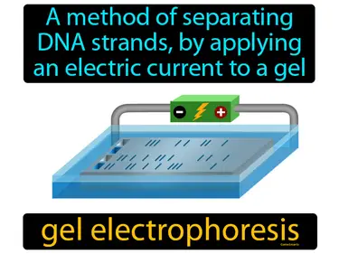a method of separating DNA strands, by applying an electric current to a gel
