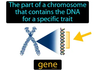 Genes and Mutations MS-LS3-1