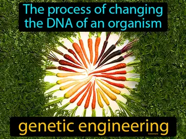 the process of changing the DNA of an organism